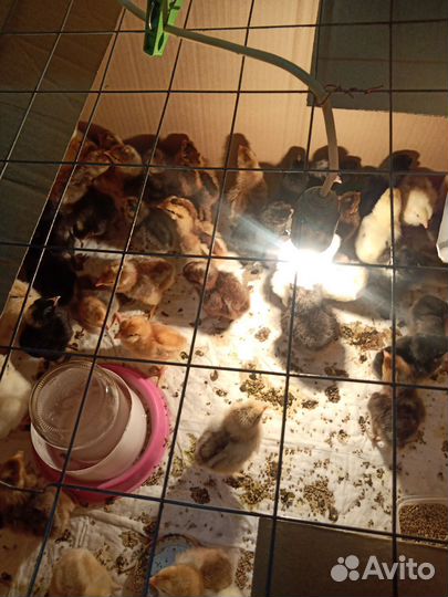 Цыплята мясо-яичные