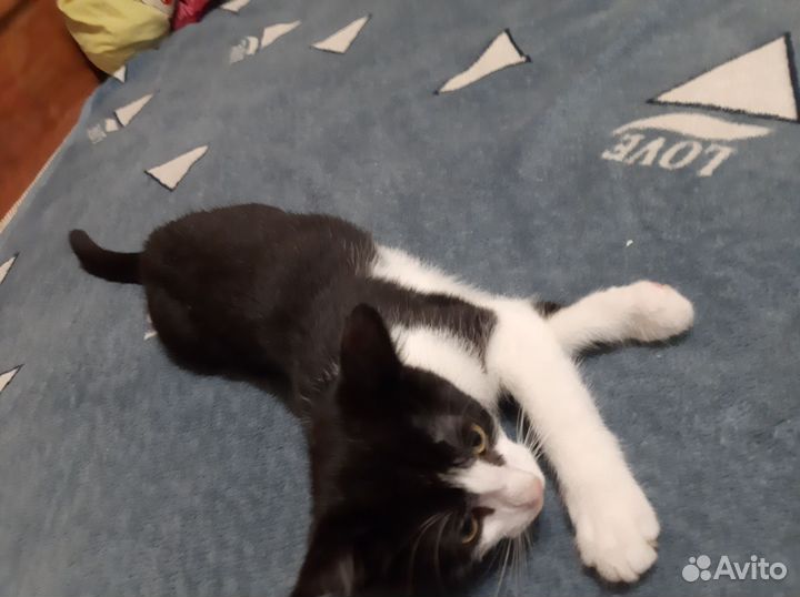 Котенок