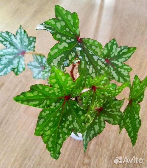 Бегония дрега