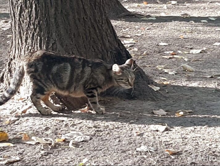 Мне очень нужен уютный дом