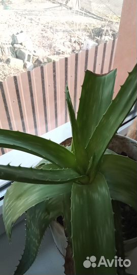 Алоэ, сорт мыльный лечебный