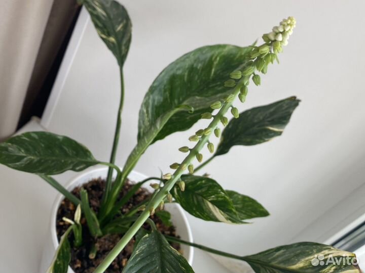 Дримиопсис