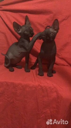 Канадские мальчишки