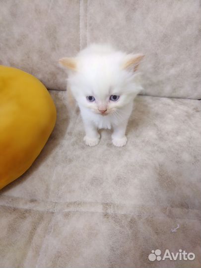 Кошечка