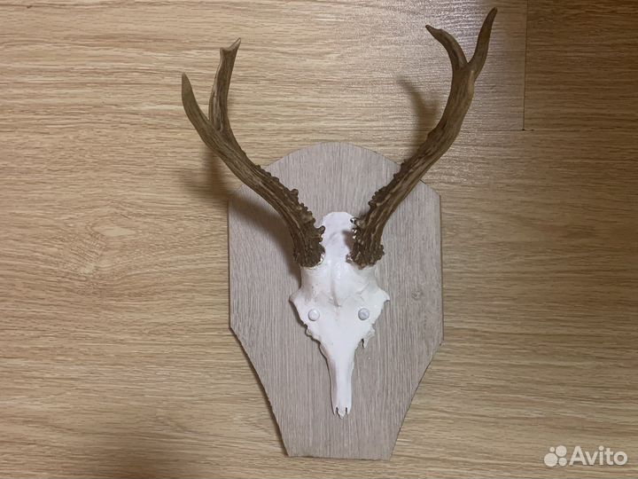 Рога косули