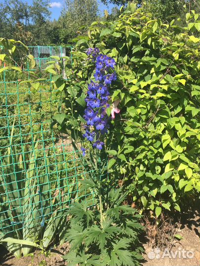 Дельфиниумы