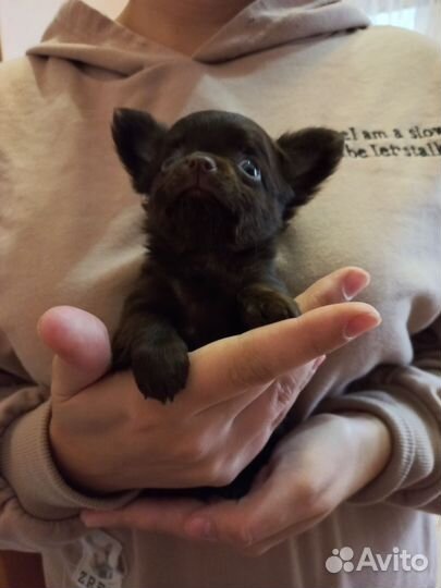 Мини мальчик