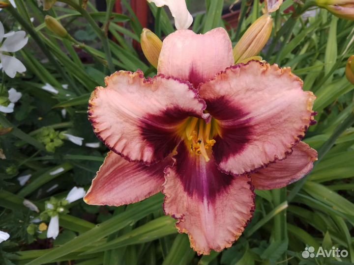 Лилейник сортовой