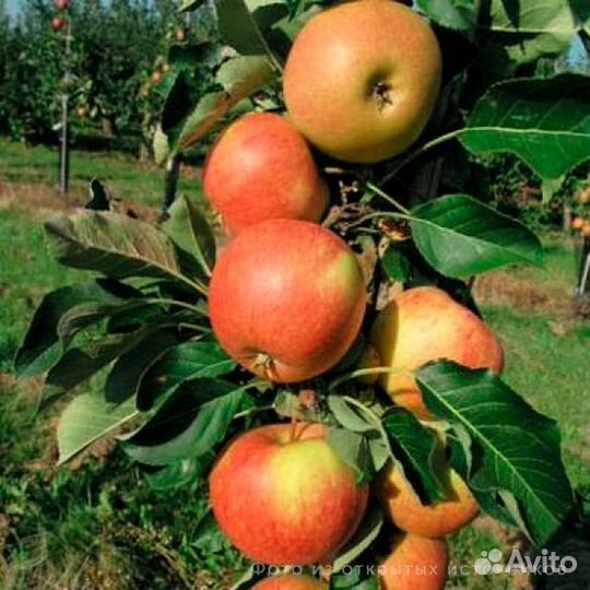 Яблоня Восторг колонновидная, саженцы окс