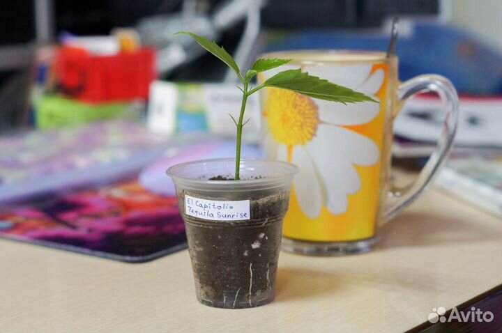 Гибискусы Рассвет с Текилой Tequla Sunrise черенки