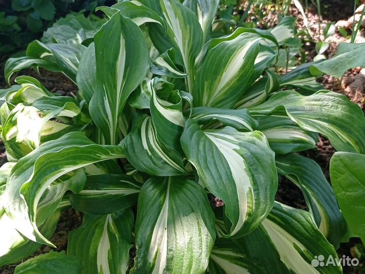 Садовые растения (хосты 5+1)