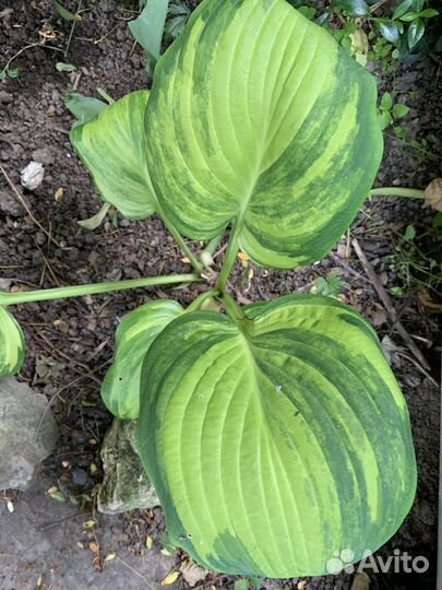 Хоста растение