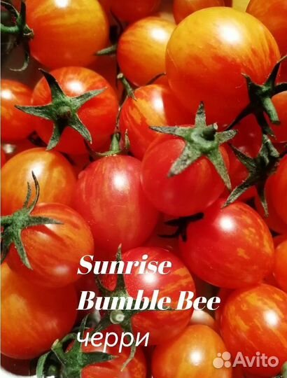 Продам семена помидор черри