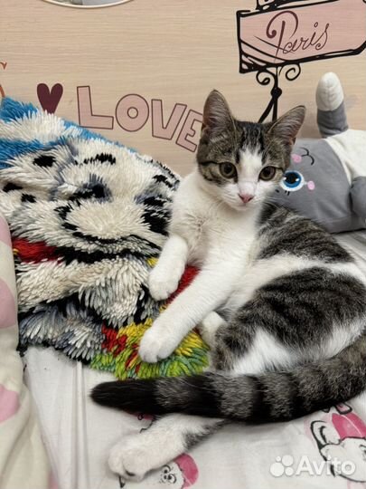 Котенок девочка