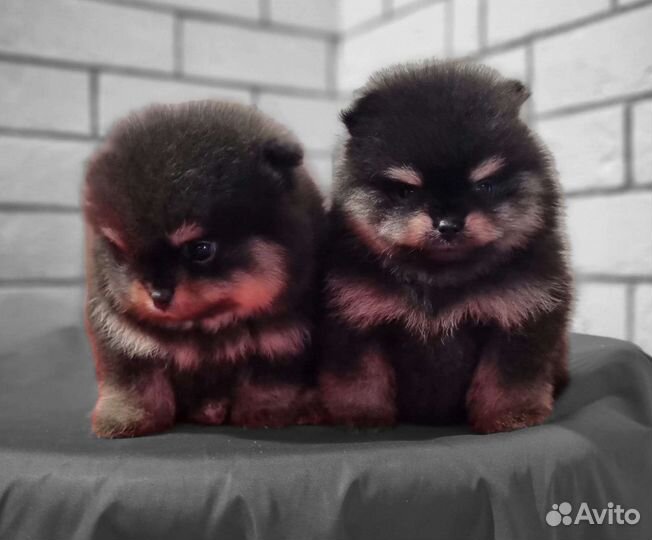 Померанский шпиц медвежьего типа