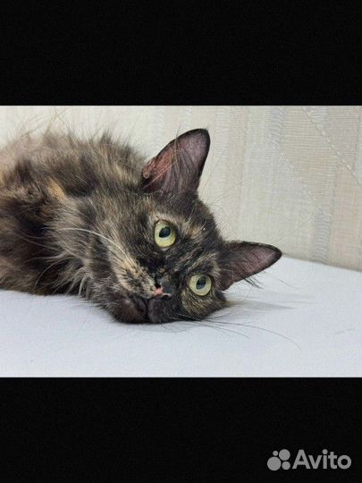 Кошка в добрые руки