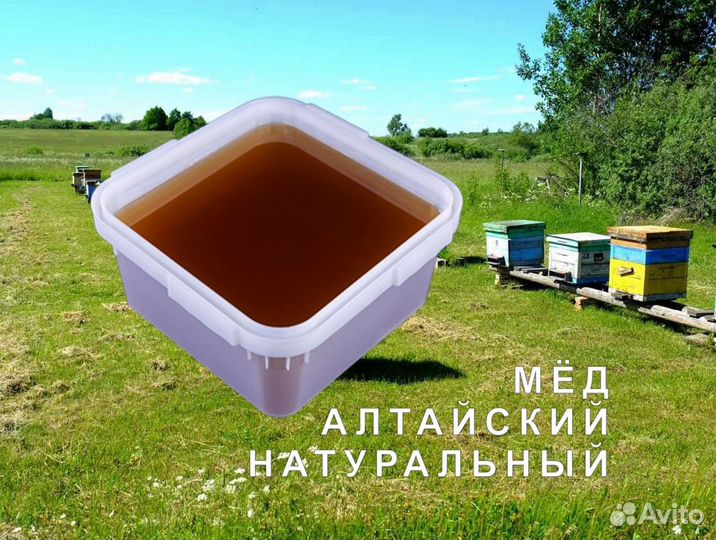 Мед натуральный алтайский опт
