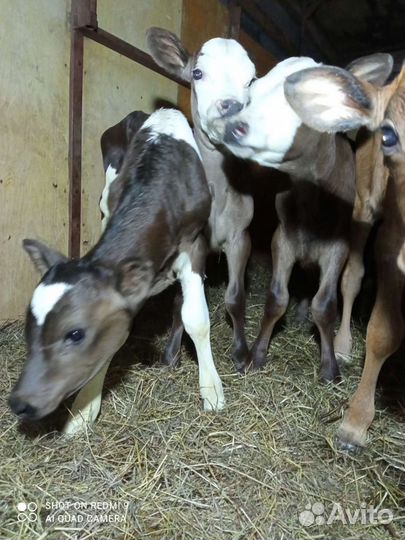 Телята мясной породы