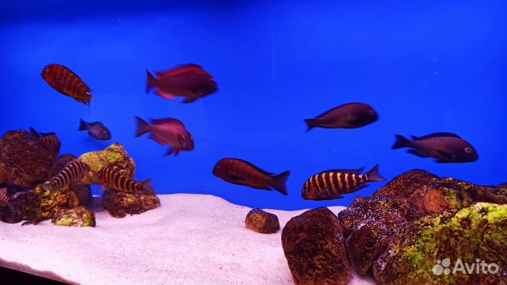 Аквариум 480 литров