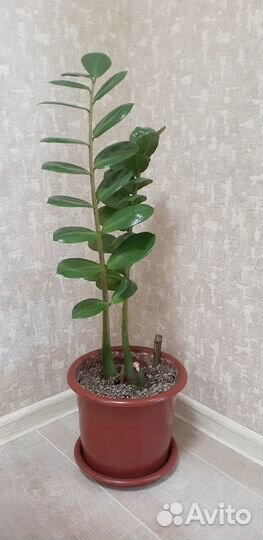 Замиокулькас