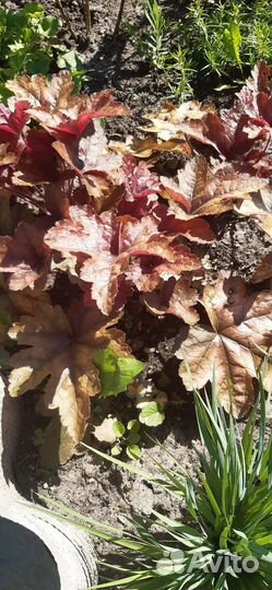 Саженцы гейхеры