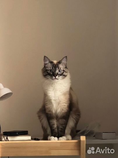 Кот в добрые руки