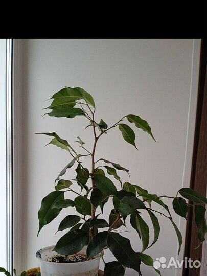 Фикус Бенджамина