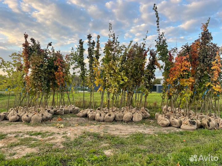 Клен остролистный