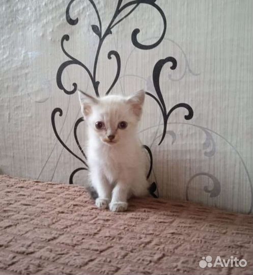 Кошка в дар бесплатно