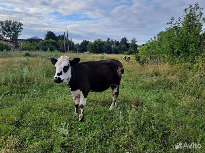 Корова дойная стельная, телка