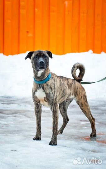 Отдаю метиса боксера Тая в добрые руки