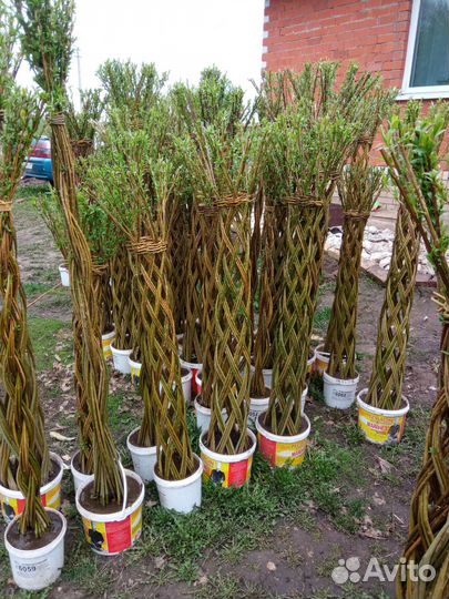 Ива плетёная,плетеные деревья