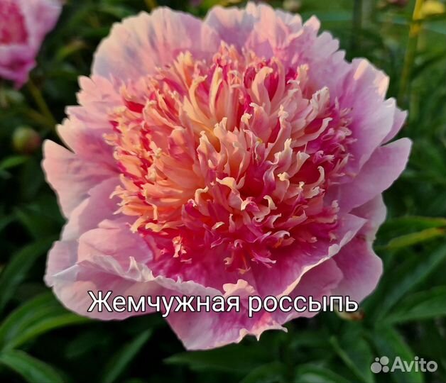 Пионы корни