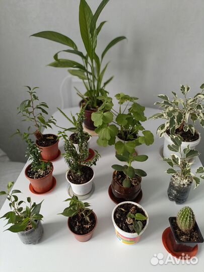 Комнатные растения