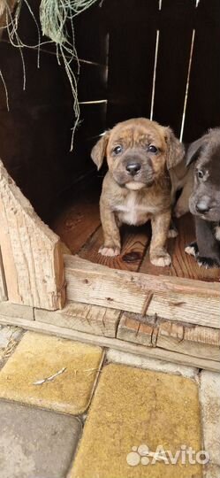 Щенки лабрадора бесплатно