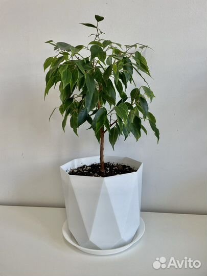 Фикус бенджамина наташа
