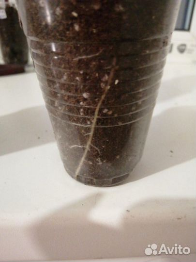 Алоказия Макрориза Блэк Стэм (Черная Ножка)