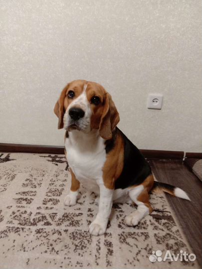 Вязка кобель бигль