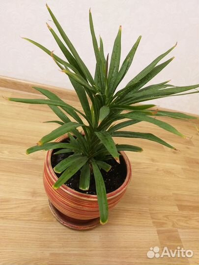 Кордилина прямая