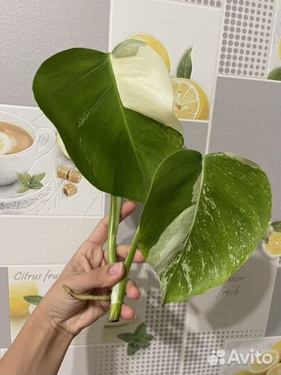 Комнатные растения 4 - монстера альба