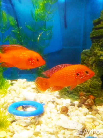 Рыба Хемихромис - красавец