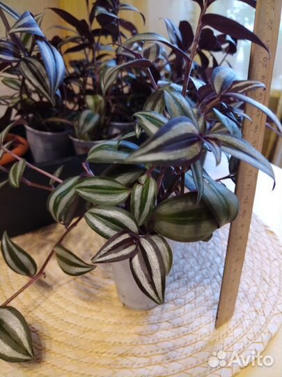 Традесканция укорененная