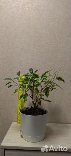 Фикус бенджамина