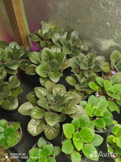 Стартеры сортовых фиалок