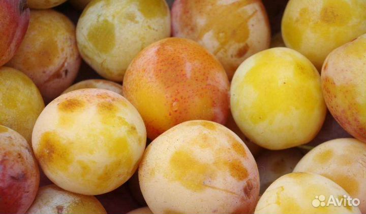 Слива Яхонтовая саженцы