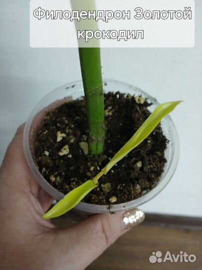 Филодендрон золотой крокодил