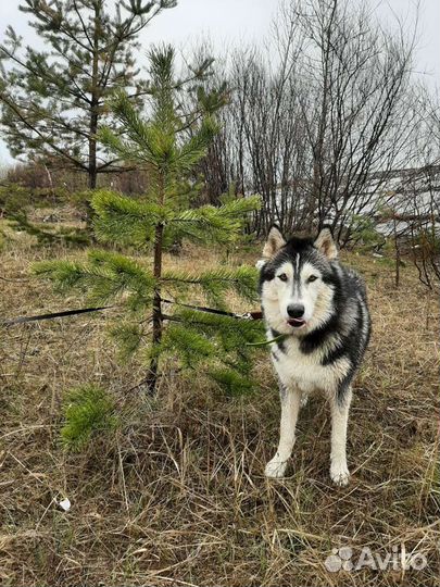 Передержка собак