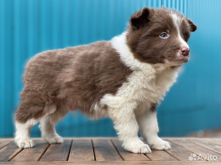 Бордер колли