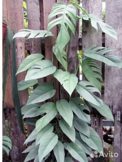 Филодендрон Розовая Принцесса, эпипремнум Себу Блю