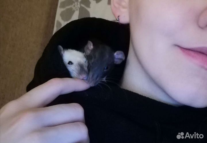 Передержка мелких животных